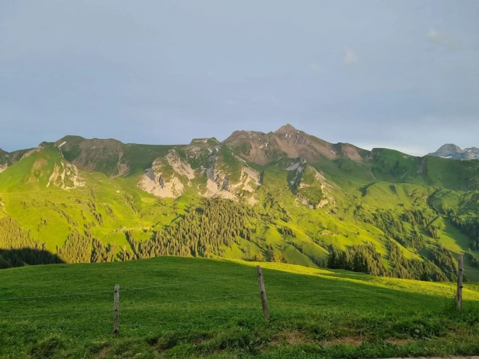 Mittsommernachtsfliegen
